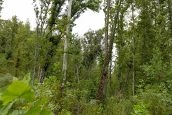 property photo for Big White Oak Tract 131, 7.37 acres for sale in Perry County, Tennessee
