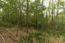 property photo for Big White Oak Tract 131, 7.37 acres for sale in Perry County, Tennessee