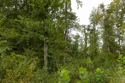 property photo for Big White Oak Tract 131, 7.37 acres for sale in Perry County, Tennessee