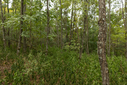 property photo for Big White Oak Tract 131, 7.37 acres for sale in Perry County, Tennessee