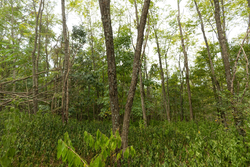 property photo for Big White Oak Tract 131, 7.37 acres for sale in Perry County, Tennessee