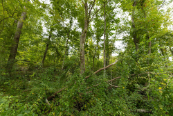 property photo for Big White Oak Tract 131, 7.37 acres for sale in Perry County, Tennessee