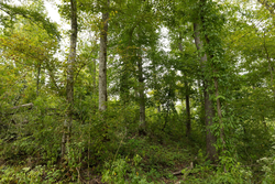 property photo for Big White Oak Tract 131, 7.37 acres for sale in Perry County, Tennessee