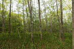 property photo for Big White Oak Tract 131, 7.37 acres for sale in Perry County, Tennessee