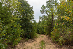 property photo for Big White Oak Tract 131, 7.37 acres for sale in Perry County, Tennessee