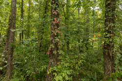 property photo for Big White Oak Tract 131, 7.37 acres for sale in Perry County, Tennessee