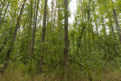 property photo for Big White Oak Tract 131, 7.37 acres for sale in Perry County, Tennessee