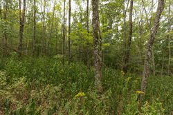 property photo for Big White Oak Tract 131, 7.37 acres for sale in Perry County, Tennessee