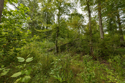 property photo for Big White Oak Tract 131, 7.37 acres for sale in Perry County, Tennessee
