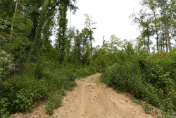 property photo for Big White Oak Tract 131, 7.37 acres for sale in Perry County, Tennessee