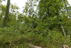 property photo for Big White Oak Tract 131, 7.37 acres for sale in Perry County, Tennessee