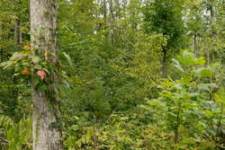 property photo for Big White Oak Tract 133, 9.46 acres for sale in Perry County, Tennessee