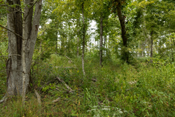 property photo for Big White Oak Tract 133, 9.46 acres for sale in Perry County, Tennessee