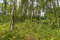 property photo for Big White Oak Tract 133, 9.46 acres for sale in Perry County, Tennessee
