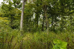 property photo for Big White Oak Tract 133, 9.46 acres for sale in Perry County, Tennessee
