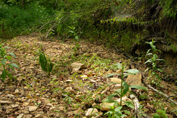 property photo for Big White Oak Tract 133, 9.46 acres for sale in Perry County, Tennessee