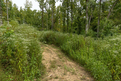property photo for Big White Oak Tract 133, 9.46 acres for sale in Perry County, Tennessee
