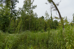 property photo for Big White Oak Tract 133, 9.46 acres for sale in Perry County, Tennessee
