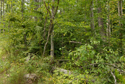property photo for Big White Oak Tract 133, 9.46 acres for sale in Perry County, Tennessee