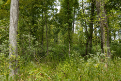 property photo for Big White Oak Tract 133, 9.46 acres for sale in Perry County, Tennessee
