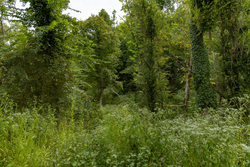 property photo for Big White Oak Tract 133, 9.46 acres for sale in Perry County, Tennessee