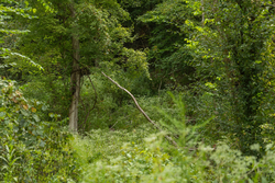 property photo for Big White Oak Tract 133, 9.46 acres for sale in Perry County, Tennessee
