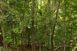 property photo for Big White Oak Tract 134, 7.32 acres for sale in Perry County, Tennessee