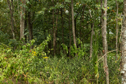 property photo for Big White Oak Tract 134, 7.32 acres for sale in Perry County, Tennessee
