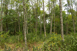 property photo for Big White Oak Tract 134, 7.32 acres for sale in Perry County, Tennessee