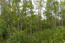 property photo for Big White Oak Tract 134, 7.32 acres for sale in Perry County, Tennessee