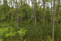 property photo for Big White Oak Tract 134, 7.32 acres for sale in Perry County, Tennessee