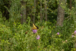 property photo for Big White Oak Tract 134, 7.32 acres for sale in Perry County, Tennessee