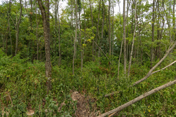 property photo for Big White Oak Tract 134, 7.32 acres for sale in Perry County, Tennessee