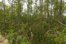 property photo for Big White Oak Tract 134, 7.32 acres for sale in Perry County, Tennessee