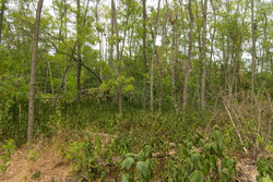 property photo for Big White Oak Tract 134, 7.32 acres for sale in Perry County, Tennessee