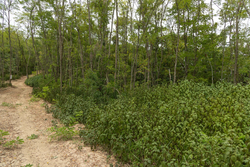 property photo for Big White Oak Tract 134, 7.32 acres for sale in Perry County, Tennessee
