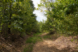 property photo for Big White Oak Tract 147, 12.83 acres for sale in Perry County, Tennessee