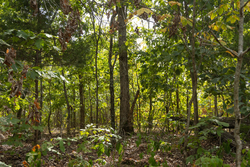 property photo for Big White Oak Tract 147, 12.83 acres for sale in Perry County, Tennessee