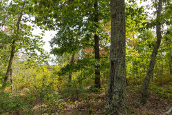 property photo for Big White Oak Tract 147, 12.83 acres for sale in Perry County, Tennessee