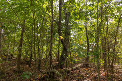 property photo for Big White Oak Tract 147, 12.83 acres for sale in Perry County, Tennessee