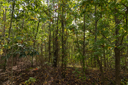 property photo for Big White Oak Tract 147, 12.83 acres for sale in Perry County, Tennessee