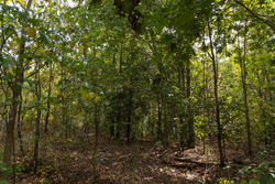 property photo for Big White Oak Tract 147, 12.83 acres for sale in Perry County, Tennessee