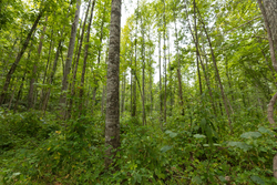 property photo for Big White Oak Tract 149, 13.51 acres for sale in Perry County, Tennessee