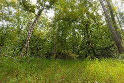 property photo for Big White Oak Tract 149, 13.51 acres for sale in Perry County, Tennessee