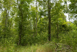 property photo for Big White Oak Tract 149, 13.51 acres for sale in Perry County, Tennessee