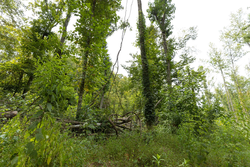 property photo for Big White Oak Tract 149, 13.51 acres for sale in Perry County, Tennessee