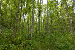 property photo for Big White Oak Tract 149, 13.51 acres for sale in Perry County, Tennessee