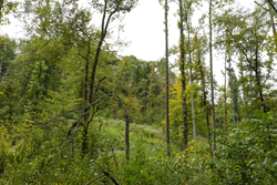 property photo for Big White Oak Tract 149, 13.51 acres for sale in Perry County, Tennessee