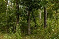 property photo for Big White Oak Tract 149, 13.51 acres for sale in Perry County, Tennessee