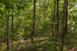 property photo for Big White Oak Tract 151, 25.62 acres for sale in Perry County, Tennessee